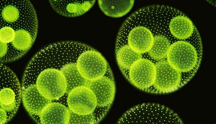 natural ways to boost fertility,home remedies for infertility,increase chances of conception,fertility health tips,enhancing reproductive health,holistic fertility remedies,natural fertility boosters,ways to conceive naturally,fertility enhancement tips,improve fertility naturally