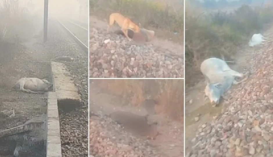राजस्थान में दर्दनाक हादसा: तेज रफ्तार ट्रेन ने 20 गायों को कुचला, पटरी पर फैली लाशें, कौवे-कुत्ते नोचते दिखे शव