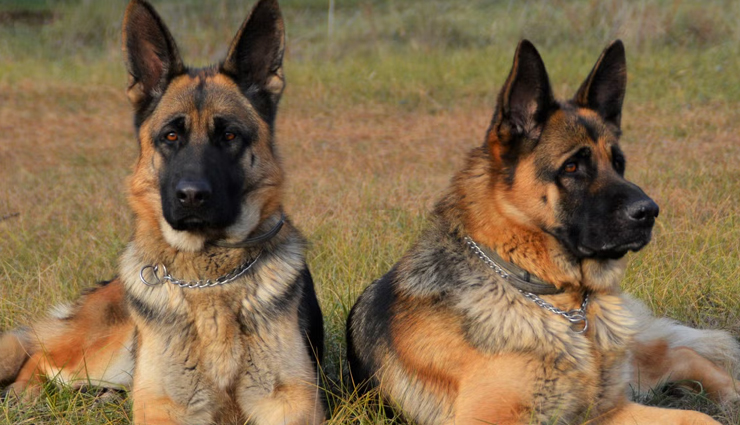 how to train a fearless pet,pet fear management tips,training pets to overcome fear,building pet confidence,fearless pet training strategies,helping pets with fear,pet resilience training,tips for fearless pets,overcoming pet anxiety,train dog to be fearless,train cat to be fearless