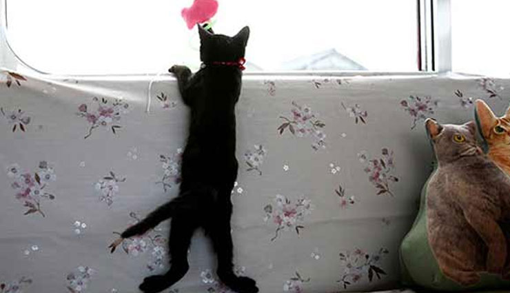 बिल्लियों के लिए चलाई गई स्पेशल ट्रेन, यात्रियों ने किए मजे trains for cats,japan