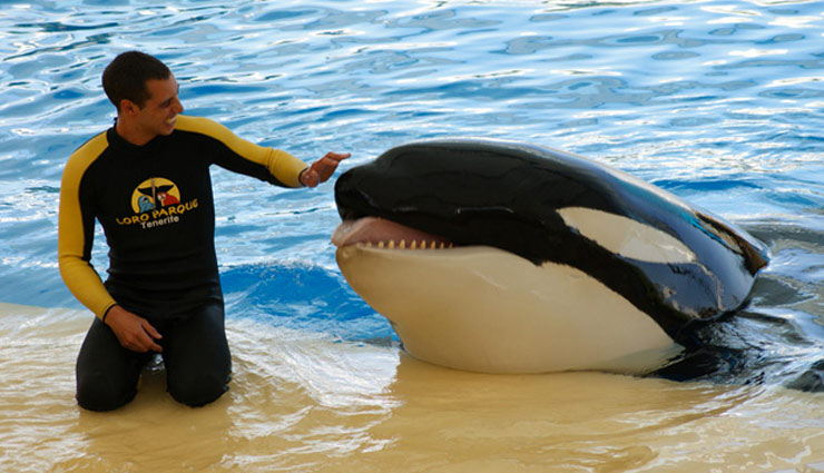 trainers who killed by their animals,animals who killed their owners,zoo animals who killed their traines