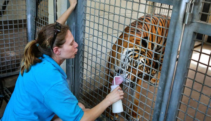 trainers who killed by their animals,animals who killed their owners,zoo animals who killed their traines