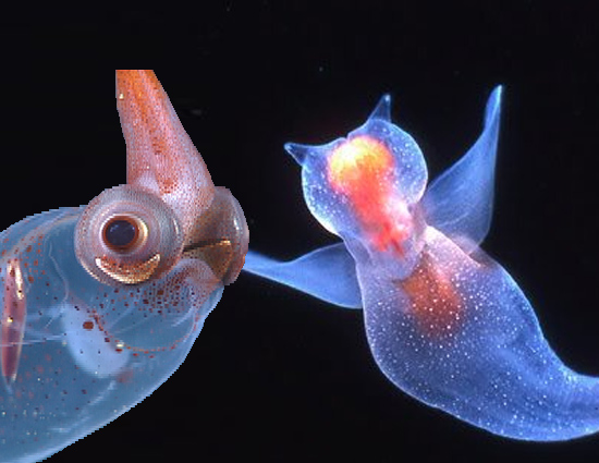 Have you Seen These 10 Amazing Transparent Animals