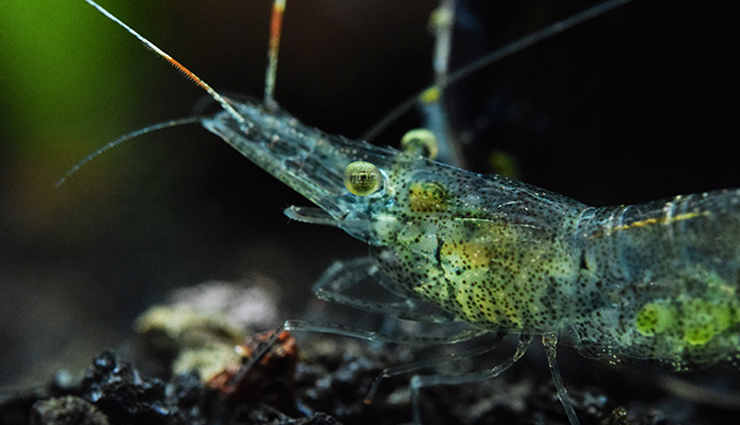 have you seen these 10 amazing transparent animals,unique animals in the world,transparent animals in the world,amazing animals in the world,must see animals in the world