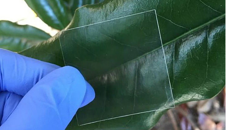 पेड़ से वैज्ञानिकों ने तैयार की शीशे जैसी ट्रांसपेरेंट लकड़ी, लगाया जा सकता है खिड़कियों में