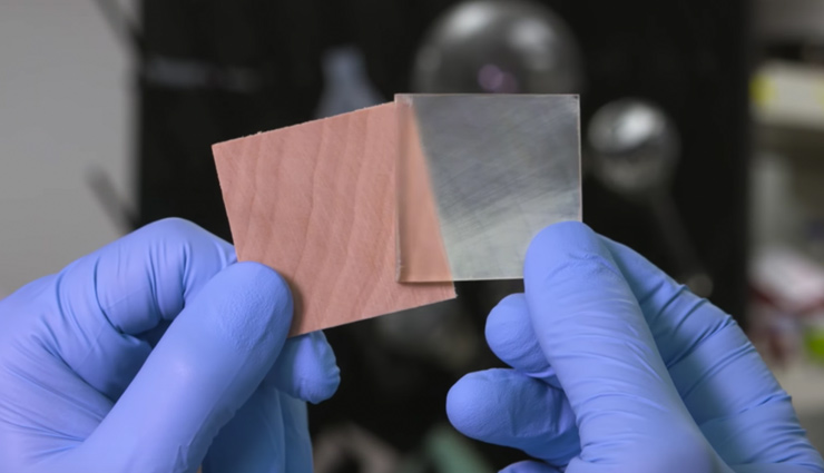 transparent wood,what is transparent wood,how transparent wood is created,america,weird news