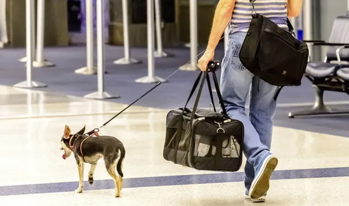 traveling with pets,tips for traveling with pets,pets care tips,travel tips