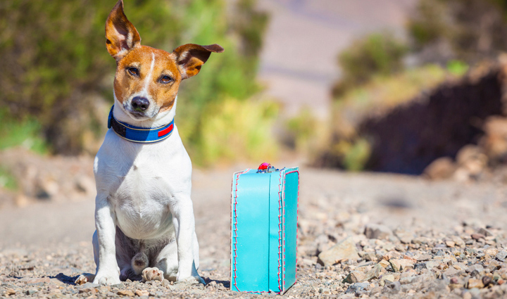 5 Tips To Remember While Traveling With Pets