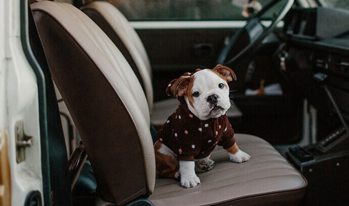 traveling with pets,tips for traveling with pets,pets care tips,travel tips