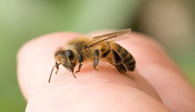 household tips,treat honeybee sting ,मधुमक्खी के डंक,मधुमक्खी काटने पर,उपाय