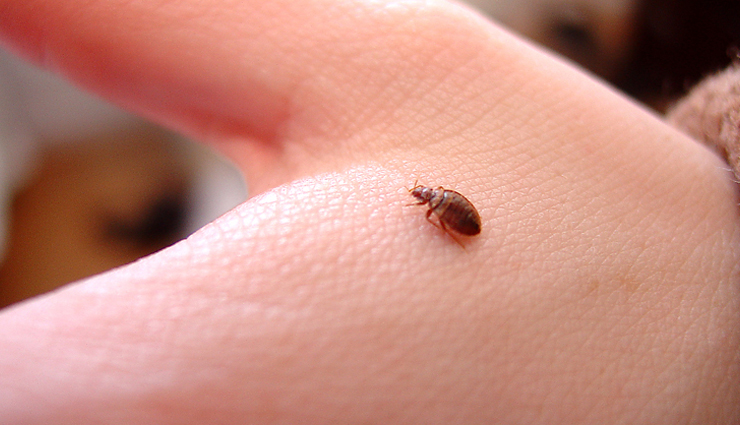 beauty tips,beauty,home remedies,5 ways onion is treating your skin,hoe onion is treating skin,skin benefits of onion,how onion is good for skin,onion is very good for skin,onion,skin benefits