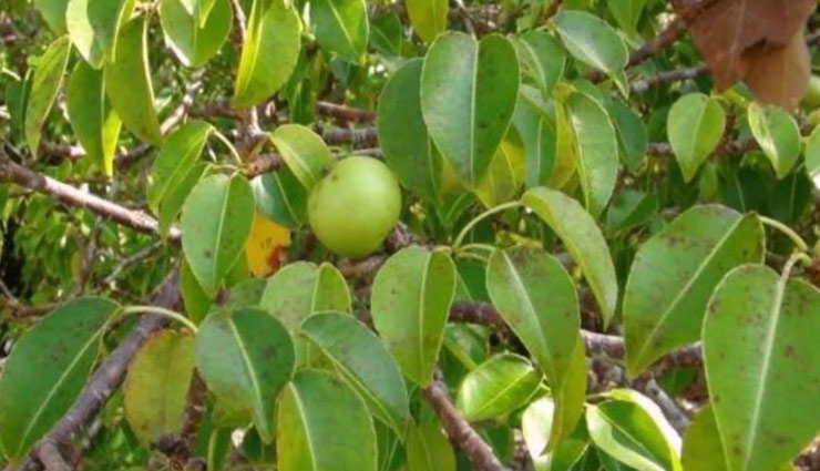 weird story,poisonous tree,kobra,suicide tree