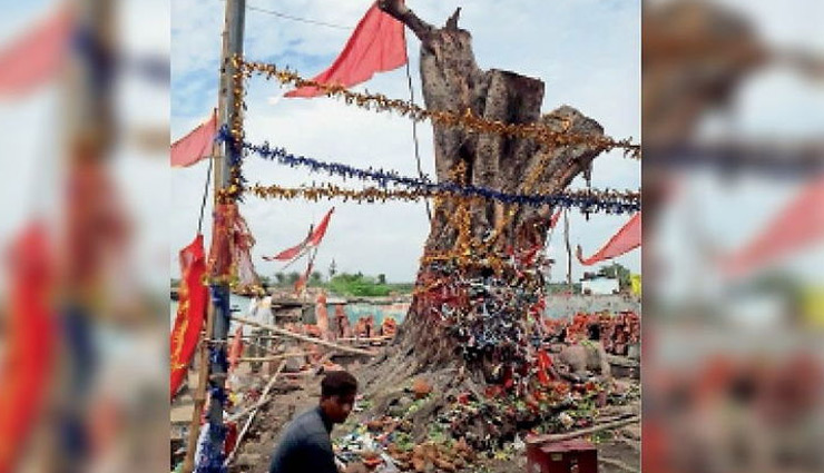 गिरा पेड़ 2 महीने बाद फिर हुआ खड़ा, गांव वाले मान रहे दैविक चमत्कार