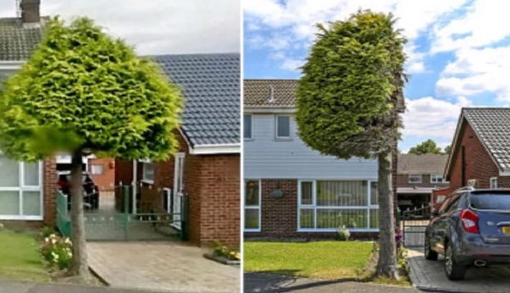 भारतवंशी परिवार के आंगन में लगा यह पेड़ बना ब्रिटेन में चर्चा का विषय 