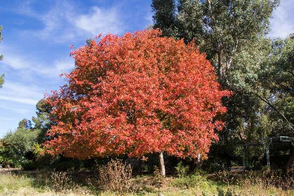 tree helps fight cancer,cancer,china ,कैंसर, पेड़ से कैंसर का इलाज, चाइना, हुनान प्रांत, पेड़ का संरक्षण 