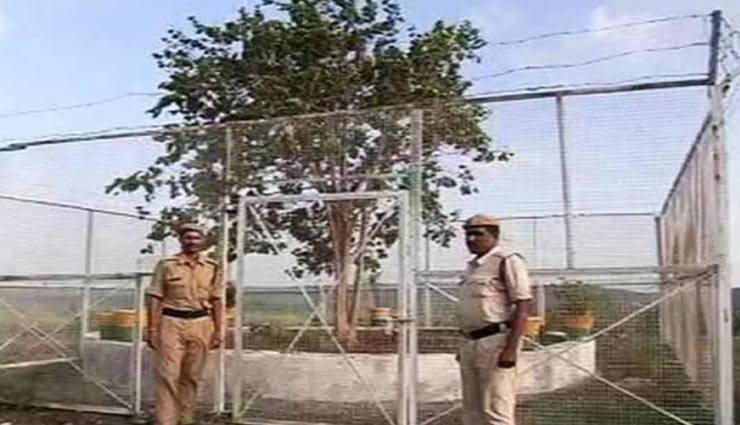 weird news,weird information,ancient tree,sacred bodhi tree