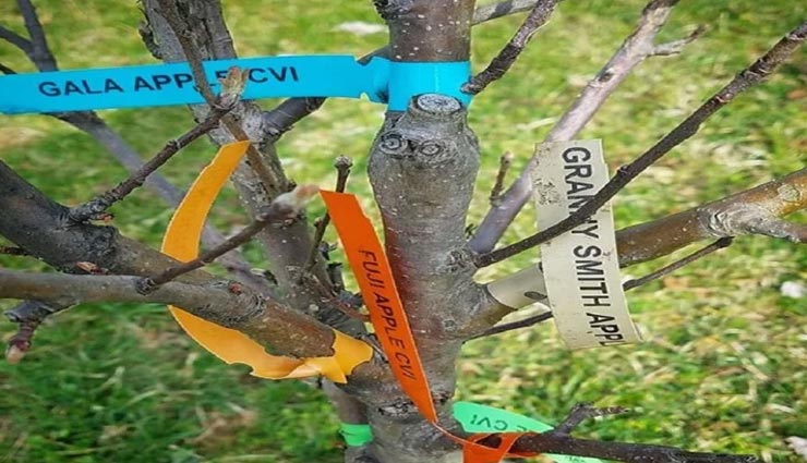 weird news,weird tree,40 different types of fruits on single tree