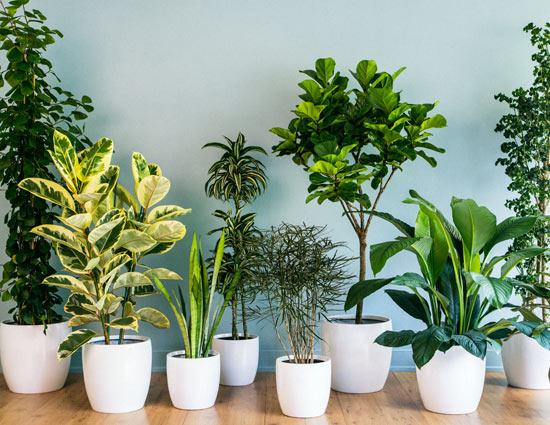 चमेली का पौधा घर में लगाना शुभ माना जाता है, जाने पेड़-पौधों से जुड़े वास्तु के बारें में