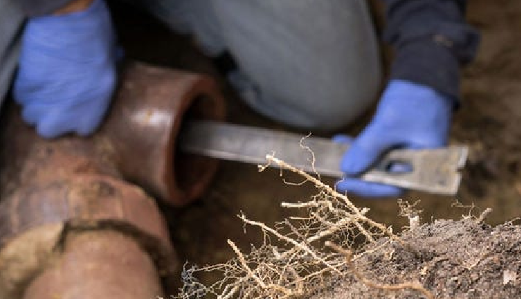 tree roots in blocked drains,blocked drains due to tree roots,roots causing drain blockages,tree roots and blocked plumbing,dealing with tree roots in drains,preventing drain clogs from tree roots,clearing drains affected by tree roots,tree root intrusion in drainage systems,drain blockage by tree roots,managing tree root-related drain issues