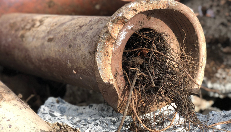 Tree Roots: A Common Culprit of Blocked Drains