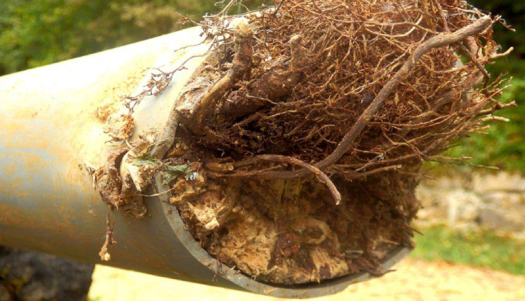 tree roots in blocked drains,blocked drains due to tree roots,roots causing drain blockages,tree roots and blocked plumbing,dealing with tree roots in drains,preventing drain clogs from tree roots,clearing drains affected by tree roots,tree root intrusion in drainage systems,drain blockage by tree roots,managing tree root-related drain issues