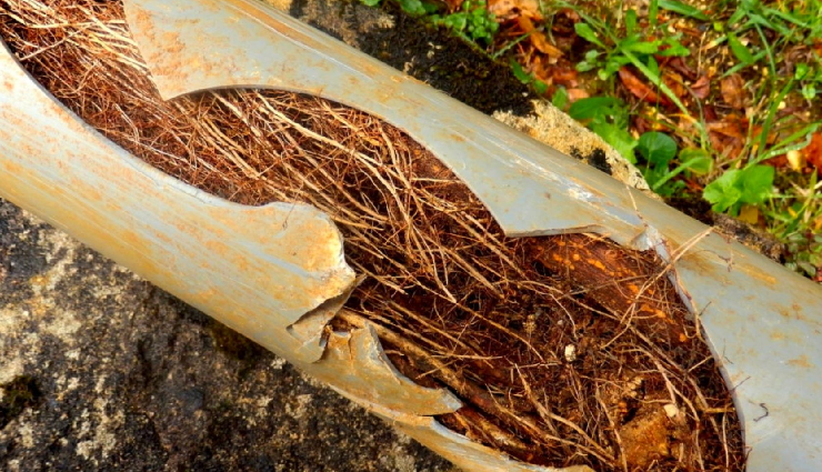 tree roots in blocked drains,blocked drains due to tree roots,roots causing drain blockages,tree roots and blocked plumbing,dealing with tree roots in drains,preventing drain clogs from tree roots,clearing drains affected by tree roots,tree root intrusion in drainage systems,drain blockage by tree roots,managing tree root-related drain issues