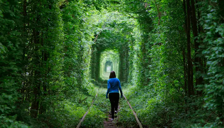 tree tunnels to visit around the world,tree tunnels,jacarandas walk,south africa,tunnel of love,ukraine,cherry blossom tunnel,germany,the dark hedges,uk,rua goncalo de carvalho,brasil,oak alley plantation tree tunnel,usa