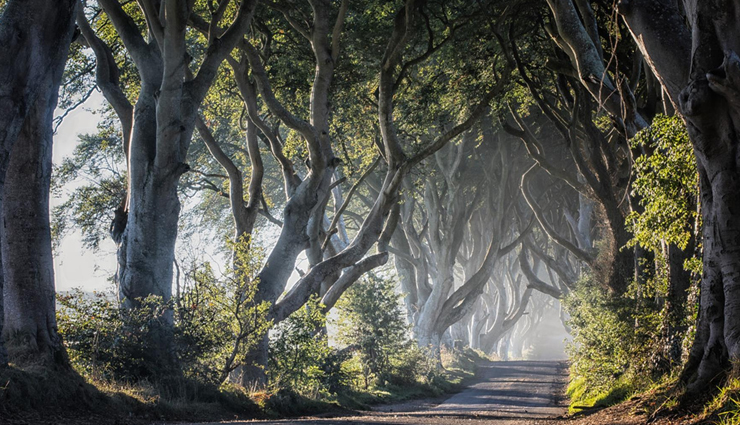 tree tunnels to visit around the world,tree tunnels,jacarandas walk,south africa,tunnel of love,ukraine,cherry blossom tunnel,germany,the dark hedges,uk,rua goncalo de carvalho,brasil,oak alley plantation tree tunnel,usa