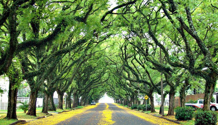 tree tunnels to visit around the world,tree tunnels,jacarandas walk,south africa,tunnel of love,ukraine,cherry blossom tunnel,germany,the dark hedges,uk,rua goncalo de carvalho,brasil,oak alley plantation tree tunnel,usa