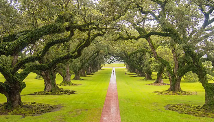 tree tunnels to visit around the world,tree tunnels,jacarandas walk,south africa,tunnel of love,ukraine,cherry blossom tunnel,germany,the dark hedges,uk,rua goncalo de carvalho,brasil,oak alley plantation tree tunnel,usa