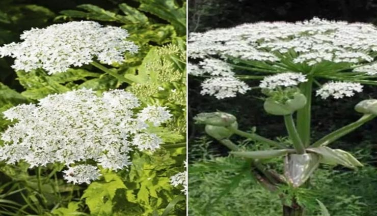 इस पौधे को छूना होगी आपकी बेवकूफी, है दुनिया का सबसे जहरीला पौधा