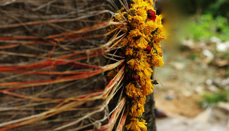 इन पेड़-पौधों की पूजा भी दिला सकती है धन-ऐश्वर्य, जानें कैसे