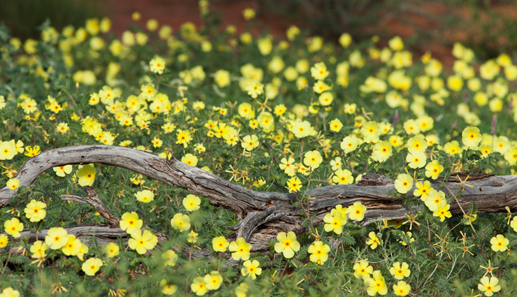 natural supplements for better sex drive,healthy living,Health tips