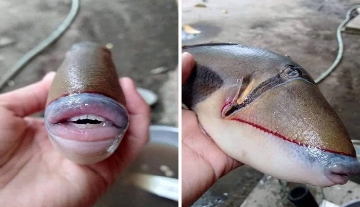 सोशल मीडिया पर वायरल हो रही इंसानों की तरह दिखने वाली यह मछली