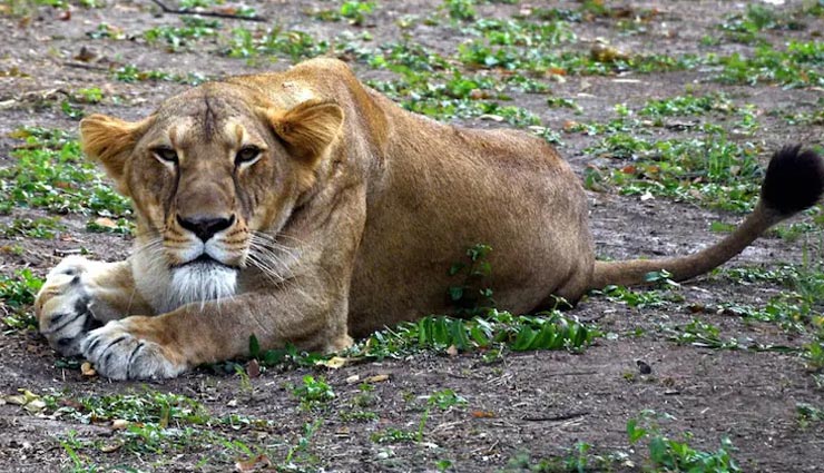 जयपुर : चिड़ियाघर के बब्बर शेर त्रिपुर की कोरोना रिपोर्ट आई पॉजिटिव, दो अन्य शेर भी संदिग्ध