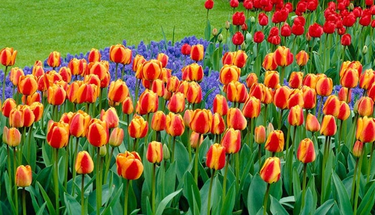 कोरोना की वजह से उजड़ गए ये अनोखे ट्यूलिप के फूल