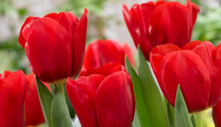 roses look-alike flowers,flowers similar to roses,rose-like blooms,dahlia vs. rose,peony and rose comparison,tulip vs. rose,carnation resembling rose,gardenia vs. rose,ranunculus and rose comparison,flowers with rose-like petals,rose-like blossoms,rosesque flowers,flowers that resemble roses,identifying flowers similar to roses,flowers that look like roses,rose-mimicking blooms,flowers often mistaken for roses,recognizing rose-like flowers,flowers with rose-like characteristics,floral varieties resembling roses