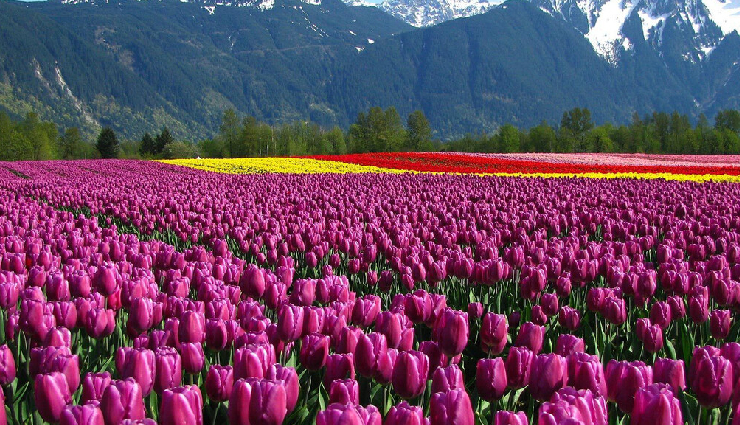 spring hill stations india,kashmir spring blooms,munnar spring weather,shillong rhododendrons spring,coorg coffee blossoms spring,ooty botanical gardens spring,darjeeling himalayan spring,india spring travel destinations,best hill stations in spring,springtime beauty in indian hill stations