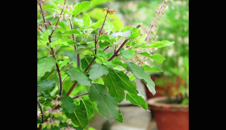 astrology tips,tulsi astrology tips