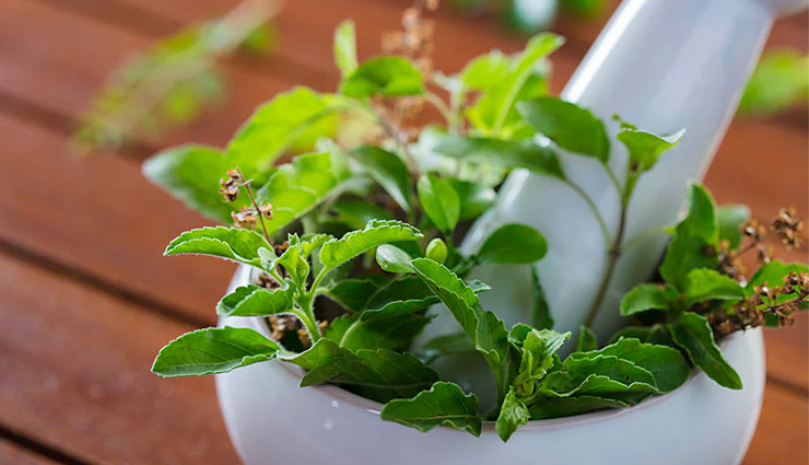 5 DIY Ways To Use Tulsi To Get Problem Free Skin
