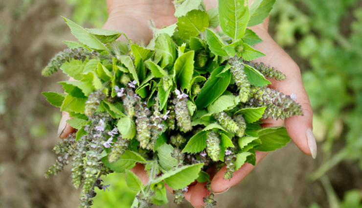 household,5 medicinal plants to grow at home,medicinal plants,kitchen garden plants