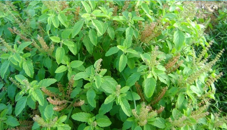 अचानक धन की हानि होने लग जाए, तो करें तुलसी के ये उपाय