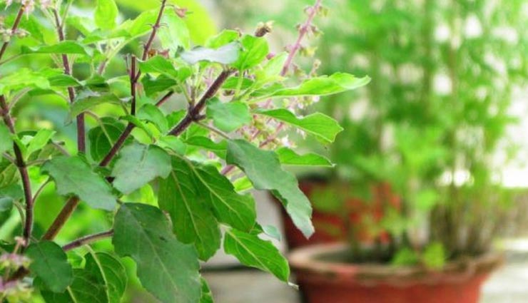 नहीं होगी घर में पैसो की किल्लत अगर तुलसी के पास लगायेंगे ये जादुई पौधा