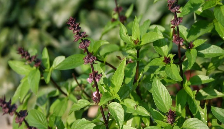 डायबिटीज का कंट्रोल है बेहद जरूरी, ले इन घरेलू नुस्खों की मदद 