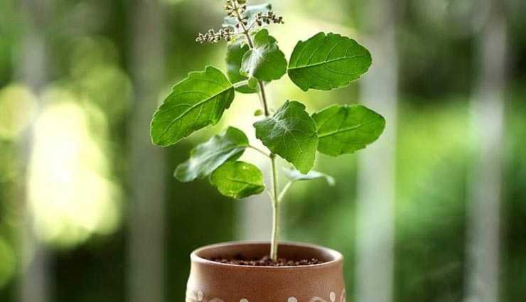 तुलसी से दूर होंगे सभी वास्तुदोष, ध्यान में रखें इससे जुड़ी ये बातें 