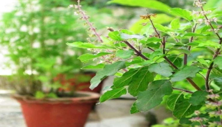 घर का वास्तु दोष दूर कर चमकाए अपनी किस्मत, आजमाए ये सरल उपाय vastu tips,vastu tips in hindi,good luck,positivity in life,vastu dosh remedy