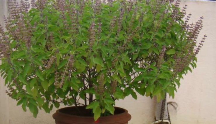 vastu tips,vastu tips in hindi,plants give positivity,lucky plants