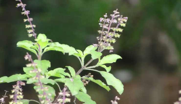 astrology tips,astrology tips in hindi,shraddha 2020,shraddha rules