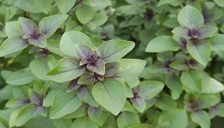 Health tips,health tips in hindi,lower back pain remedies,home remedies