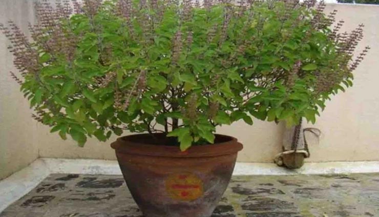 astrology tips,astrology tips in hindi,amalaki ekadashi special,amalaki ekadashi 2021